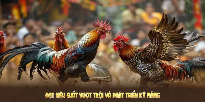 WS168 Đá Gà QQ88 - Nơi Hội Tụ Những Kê Thủ Đam Mê Chọi Kê 5 Nắm rõ hướng dẫn đặt cược tại WS168 đá gà để đạt hiệu suất vượt trội