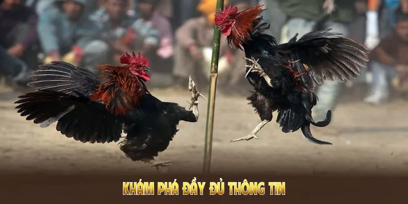 WS168 Đá Gà QQ88 - Nơi Hội Tụ Những Kê Thủ Đam Mê Chọi Kê 4 Khám phá đầy đủ thông tin về WS168 đá gà và cách tham gia kèo đấu tại QQ88
